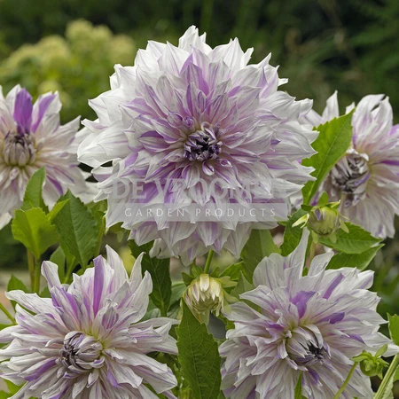 Dahlia Mom's Special | 75 pce
