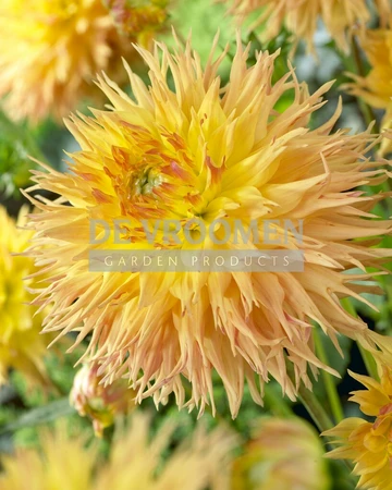 Dahlia Mr. Sandman | 75 pce