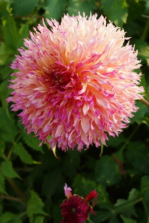 Dahlia Myrtle's Folly | 75 pce