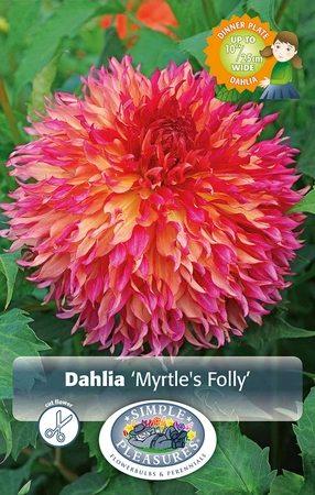 Dahlia Myrtle's Folly | 24 pcs