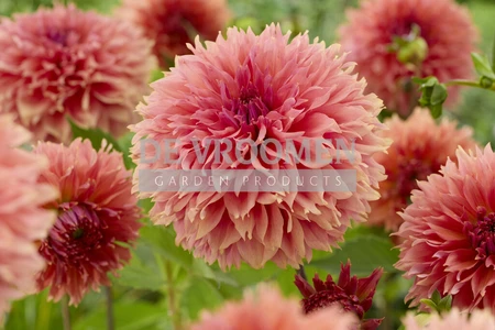 Dahlia Orange Fubuki NEW | Capper 24 x 1