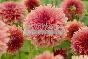 Dahlia Orange Fubuki NEW | Capper 24 x 1