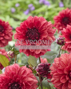 Dahlia Orient Express NEW | Capper 12 x 1
