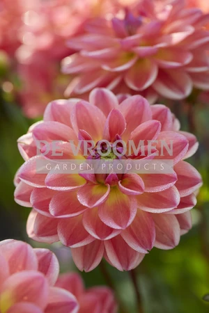 Dahlia Pacific View NEW | Capper 12 x 1