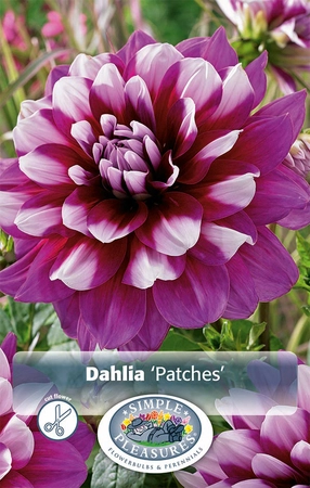 Dahlia Patches | 12 pcs