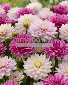 Dahlia Pink Pop Mix | Capper 18 x 2