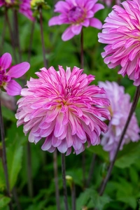 Dahlia Pink Umbrella NEW | 15 pcs