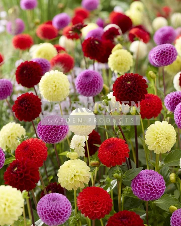 Dahlia Pompon Mixed NEW | Capper 12 x 3