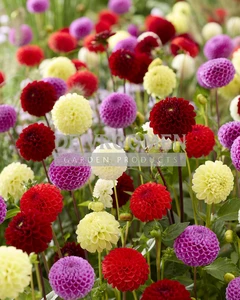 Dahlia Pompon Mixed NEW | Capper 12 x 3