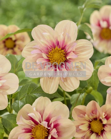 Dahlia Rhubarb & Custard | Capper 12 x 1