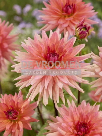 Dahlia Schneckenstein NEW | Capper 12 x 1