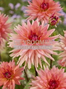 Dahlia Schneckenstein NEW | Capper 12 x 1