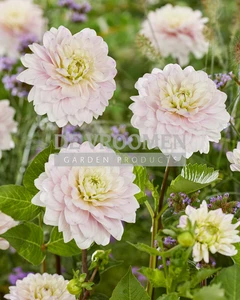 Dahlia Silver Years NEW | Capper 12 x 1