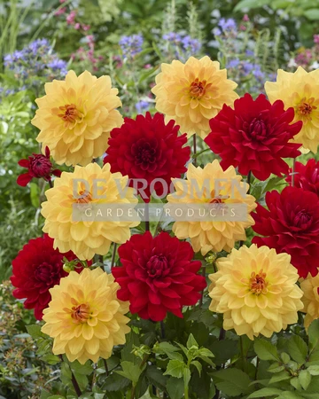 Dahlia Solar Flares Mix | Capper 18 x 2