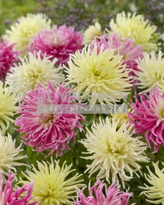 Dahlia Spider Party | Capper 18 x 2