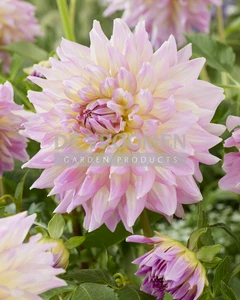 Dahlia Strawberry Ice NEW | Capper 24 x 1