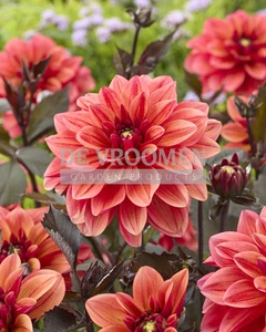 Dahlia Striptease NEW | Capper 12 x 1