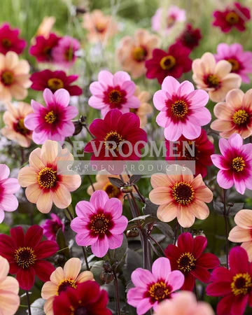 Dahlia Summer Magic Blend NEW | Capper 10 x 4