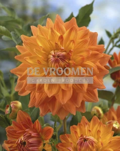 Dahlia Summer Sunset | 15 pce