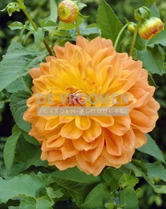 Dahlia Summer Sunset NEW | Capper 24 x 1