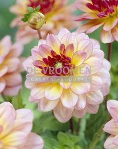 Dahlia Sweet Sanne NEW | Capper 12 x 1