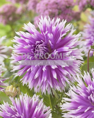 Dahlia Table Dancer NEW | Capper 24 x 1
