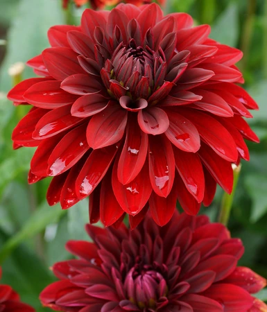 Dahlia Thomas A. Edison | 75 pce
