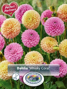 Dahlia Whisky Coral | Capper 5 x 16