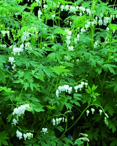 Dicentra Alba | 15 pce