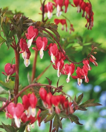 Dicentra Spectabilis | 25 pcs