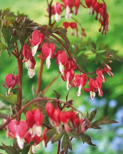 Dicentra Spectabilis | 25 pcs