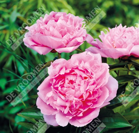 Paeonia Dinner Plate | 15 pcs