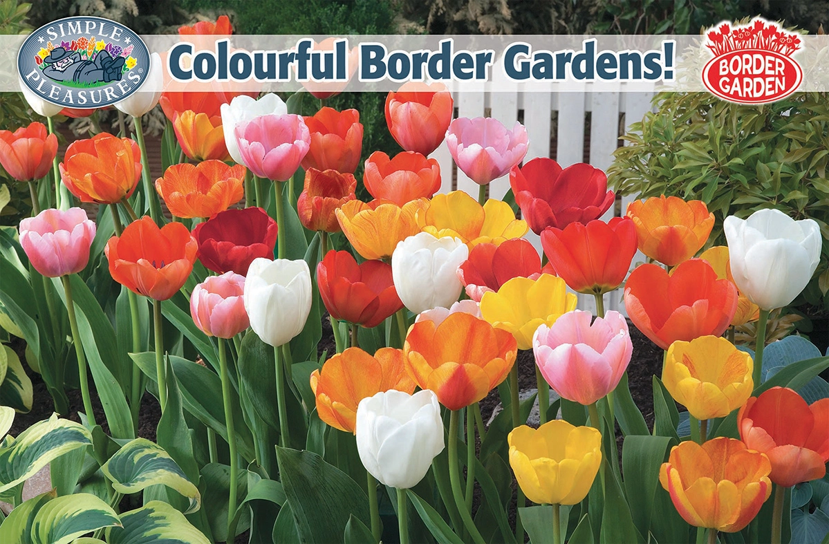 Display Colourful Border Gardens De Vroomen US