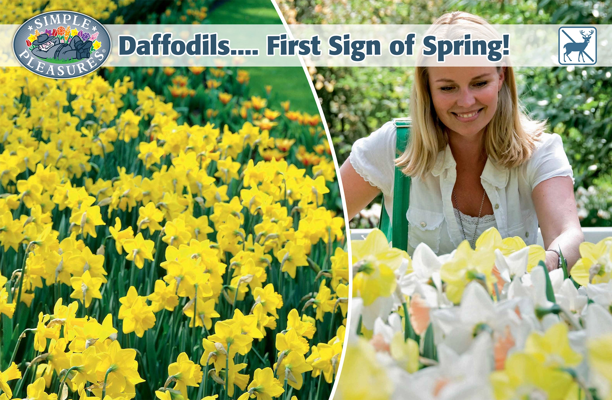 Display Daffodils First Sign of Spring - De Vroomen US