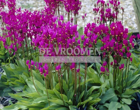 Dodecatheon Meadia | 75 pce