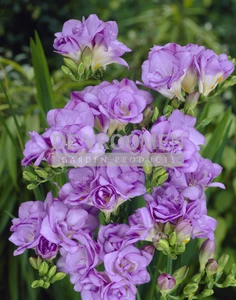 Double Blue NEW | Capper 20 x 15
