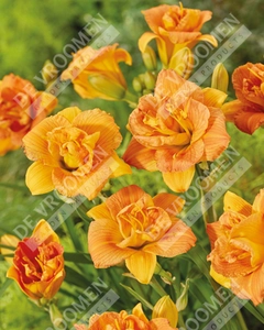 Hemerocallis Double Orange Zephyr | 25 pce