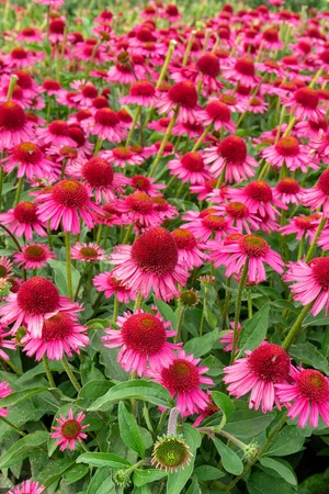 Echinacea Delicious Candy PBR | 25 pce
