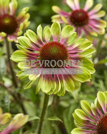 Echinacea Green Twister | 25 pce