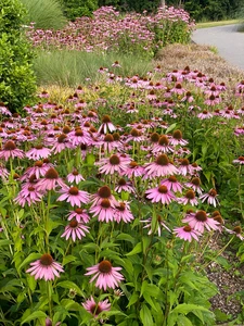 Echinacea Magnus NEW | 25 pcs