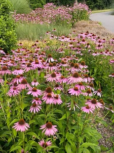 Echinacea Magnus NEW | 25 pcs