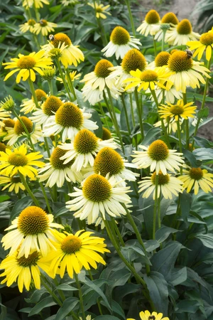 Echinacea Mellow Yellows NEW | 25 pcs