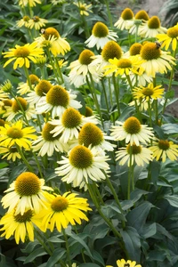 Echinacea Mellow Yellows NEW | 25 pcs