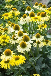 Echinacea Mellow Yellows NEW | 25 pcs