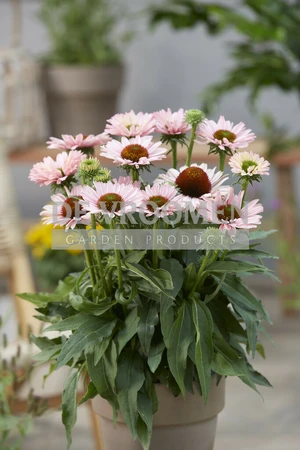 Echinacea Sunseekers Salmon PBR | 25 pce