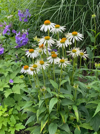 Echinacea White Swan NEW | 25 pcs