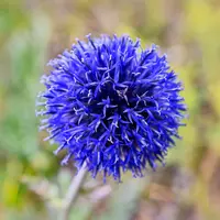 Echinops