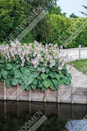 Hosta Elegans | 400 pcs