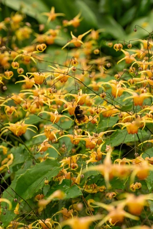 Epimedium Amber Queen PBR NEW | 25 pcs