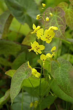 Epimedium Frohnleiten | 250 pce